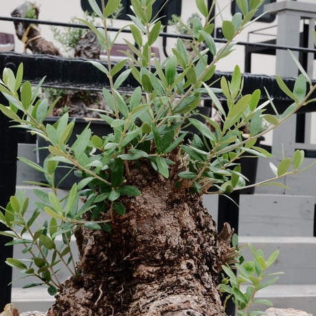 Old Olive 古木オリーブ［No.05］× 11号皿鉢(φ33cm)