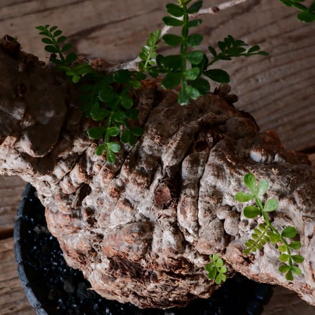オペルクリカリア パキプス φ10cm［No.21］  × 沖誠 作「Bark / deep cylinder 」 3号 植木鉢 笠間焼
