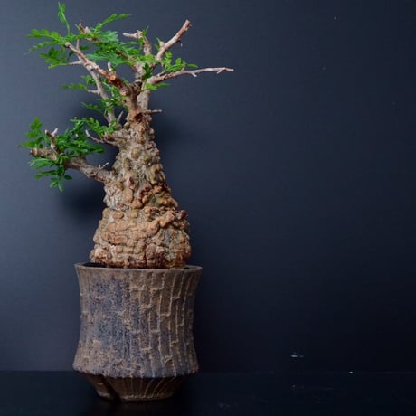 発根済 オペルクリカリア パキプス ［No.10］×  沼野秀章 作「 black wrap 」笠間焼 植木鉢