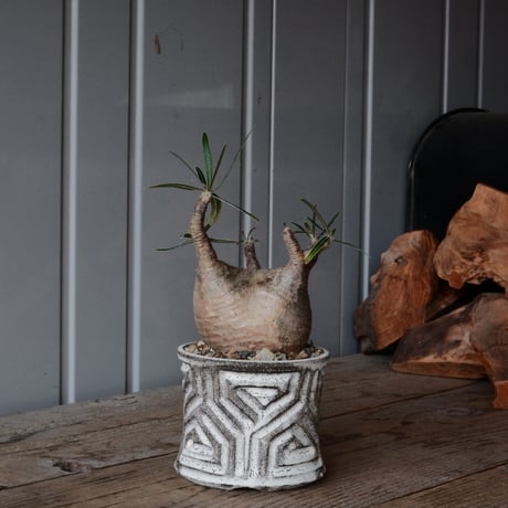 グラキリス φ8.5cm  - 象牙宮- ［No.79］  ×   根本峻吾 作 S.N POT type.slim「 月光ノ鐵」3号 植木鉢 笠間焼