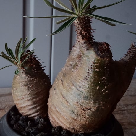 二頭グラキリス φ10cm - 象牙宮 -［No.95］  × 磯部祐介 作「 匣 - kou -」3.5号 植木鉢 笠間焼