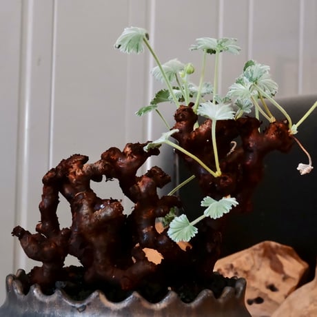 ペラルゴニウム ミラビレ［No.02］  ×   根本峻吾 作 S.N POT type.cylinder「 刻印  -kokuin- 」 4号 植木鉢
