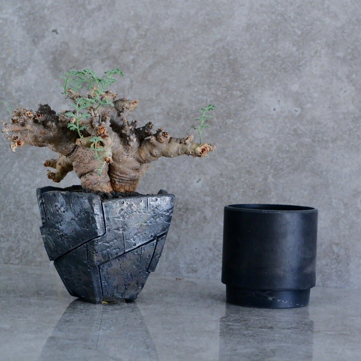 ペラルゴニウム パラビフローラム No.22 × Rivet - 銀彩 - 五角 4号鉢［