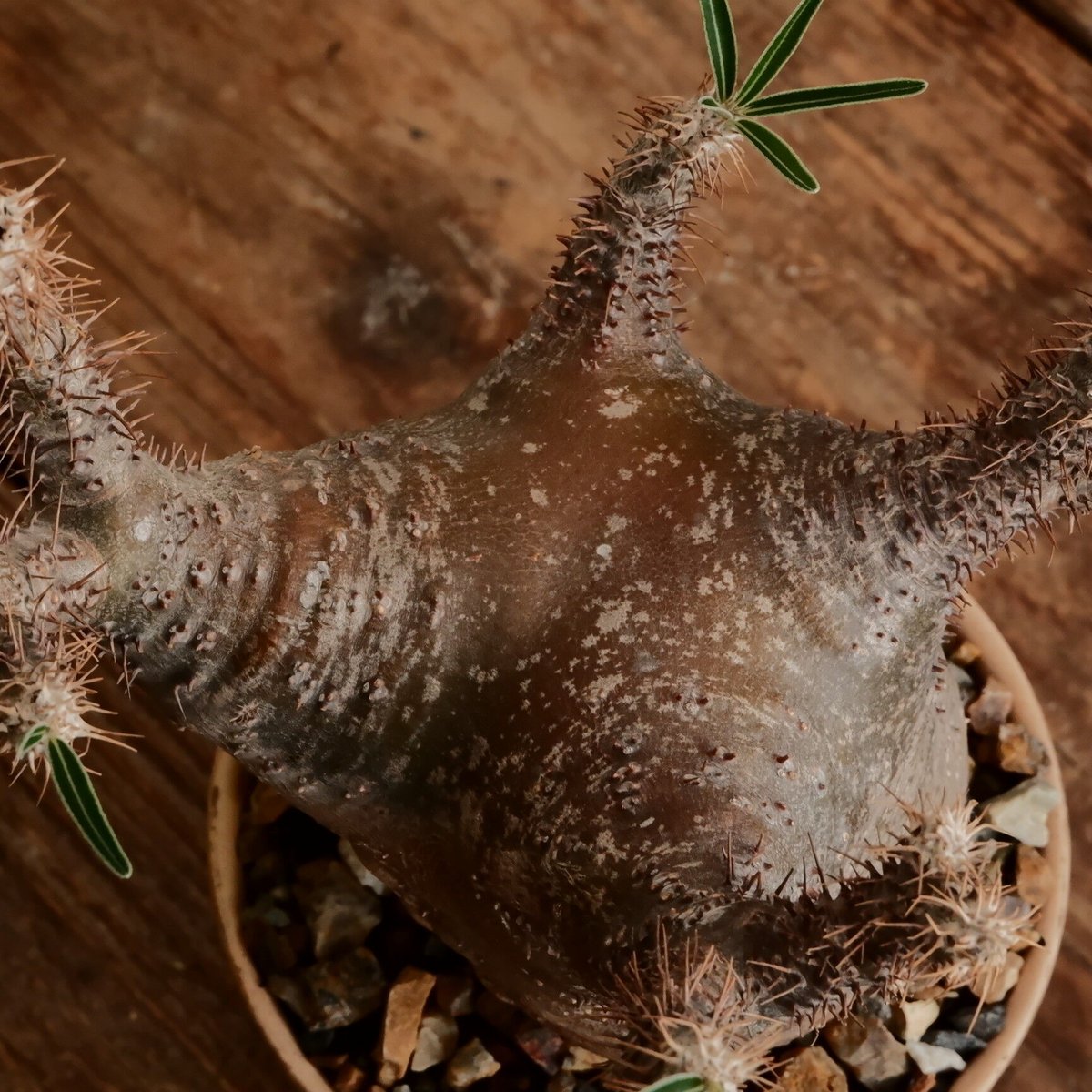 グラキリス S - 象牙宮 -［ No.182］ × 森田昌求 作 「 CLAW / Ab