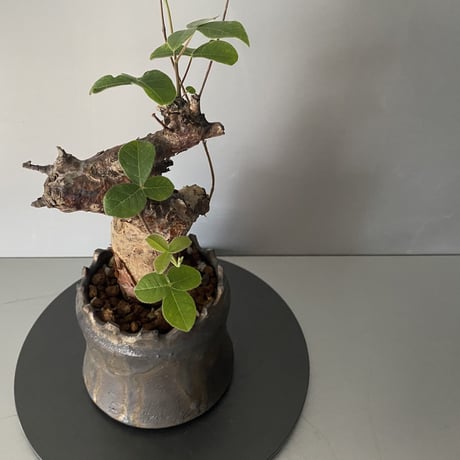 コミフォラ オルビクラリス 発根済 BCO-02 × S.N.Pot "土管" - crown - 3号鉢［作家  "根本峻吾"］