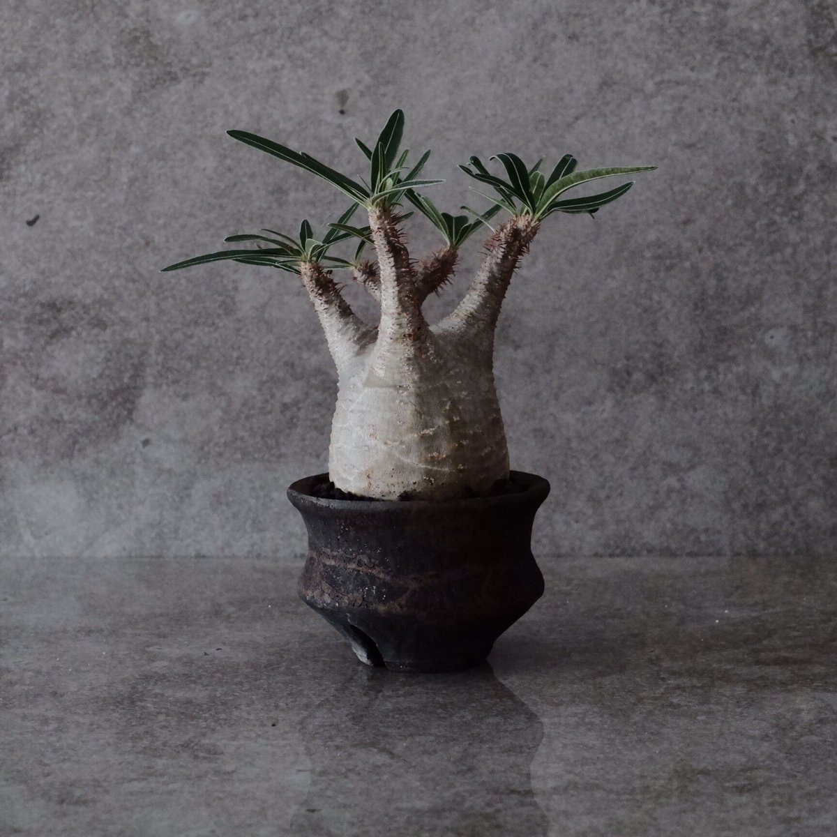 グラキリス　現地球　まん丸　作家鉢　沼野秀章 グラキリス 現地球 まん丸 作家鉢 沼野秀章 グラキリス φ8cm - 象牙宮