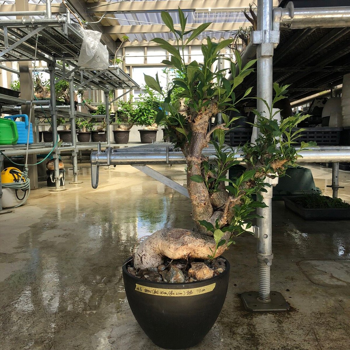 特大 バオバブ アダンソニア ねじ巻き二頭タイプ / Baobab Adansonia