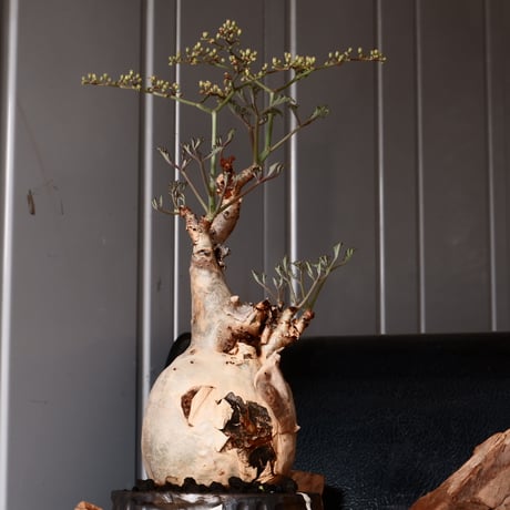 キフォステンマ ベティフォルメ ナローリーフ ソマリア産 輸入株［No.29］  × 根本峻吾 作品【 S.N POT type.slim「 鐡 / 堕天 ver.  」4号 】笠間焼 植木鉢