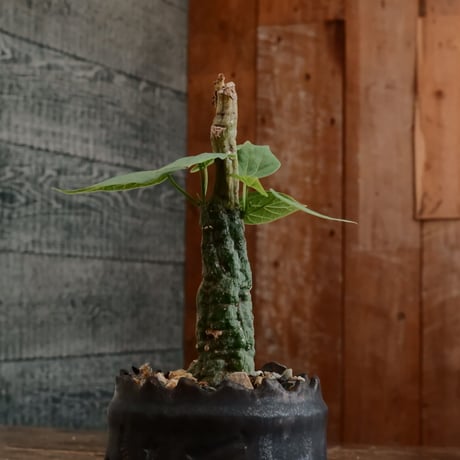 アデニア クリスタルグリーン［No.56］  ×   根本峻吾 作 S.N POT type.cylinder「 刻印  - kokuin -」3号 植木鉢 笠間焼