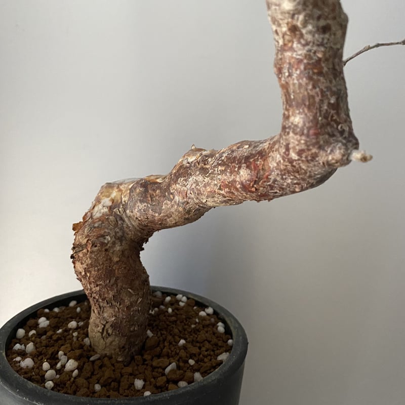 コミフォラ　モンストローサ　発根済 コミフォラ モンストローサ 発根済 現地株 MO-05 | Botanical Holic