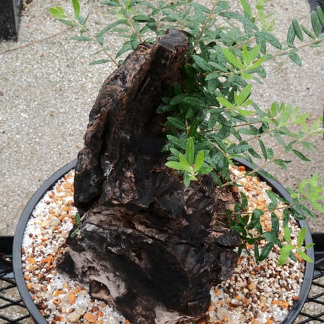 Old Olive 古木オリーブ［No.18］× 12号皿鉢 (φ36cm)