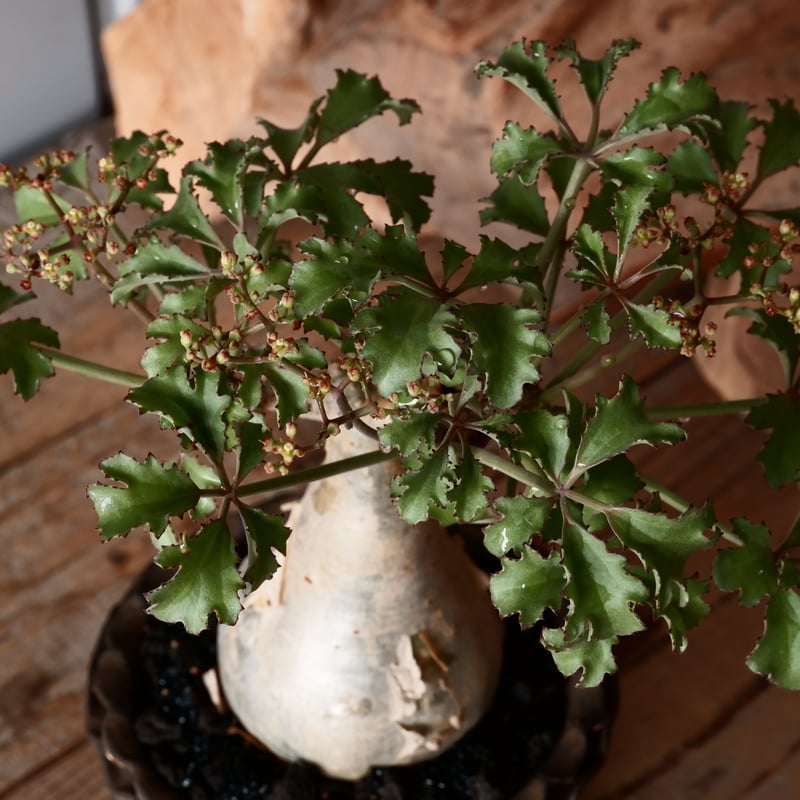 キスォステンマ ベティフォルメ ソマリア キフォステンマ ベティフォルメ ナローリーフ ソマリア産 輸入株