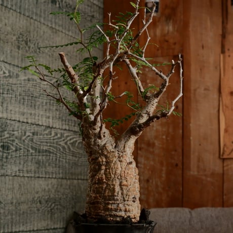 オペルクリカリア パキプス φ7cm［No.11］  ×   小野瀬一 作品  3.5号 植木鉢
