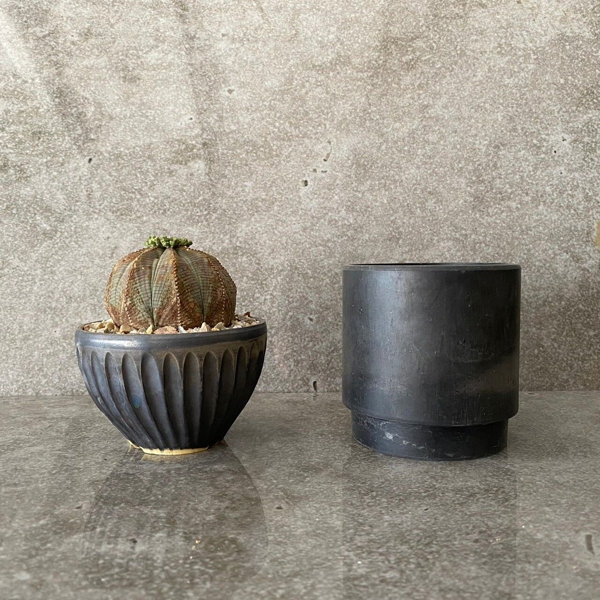 EU輸入 ユーフォルビア オベサ MO-06 × 