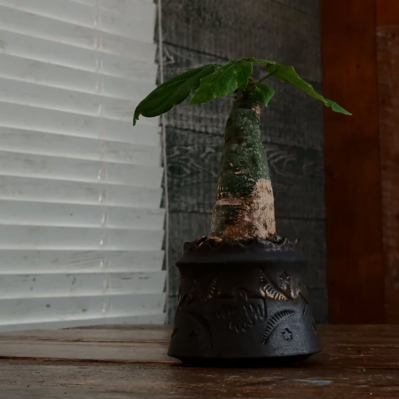 アデニア クリスタルグリーン［No.57］ × 根本峻吾 作 S.N POT type.