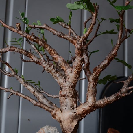 センナ メリディオナリス 現地株 発根済［No.23］  ×  森田昌求 作【 CLAW / BORDER 】 4号 植木鉢 笠間焼