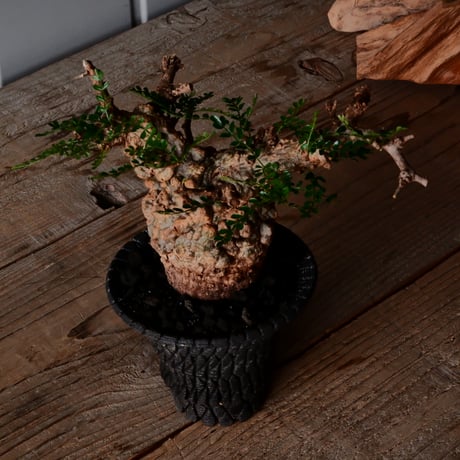 オペルクリカリア パキプス φ8cm［No.26］  × 沖誠 作品【 Bark / upper spread 】3号 植木鉢 笠間焼