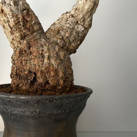 発根済 オペルクリカリア パキプス P-11  × 小野瀬 一 作品「the first plants wear」 7号 植木鉢