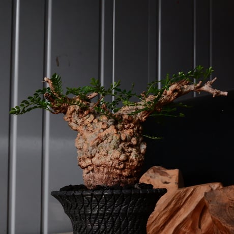 オペルクリカリア パキプス φ8cm［No.26］  × 沖誠 作品【 Bark / upper spread 】3号 植木鉢 笠間焼