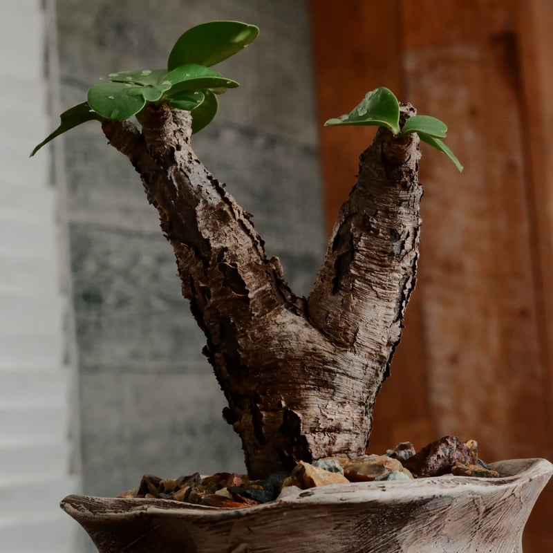 ユーフォルビア イトレメンシス ［No.63］ × 沼野秀章 作「 刻ム音 」3