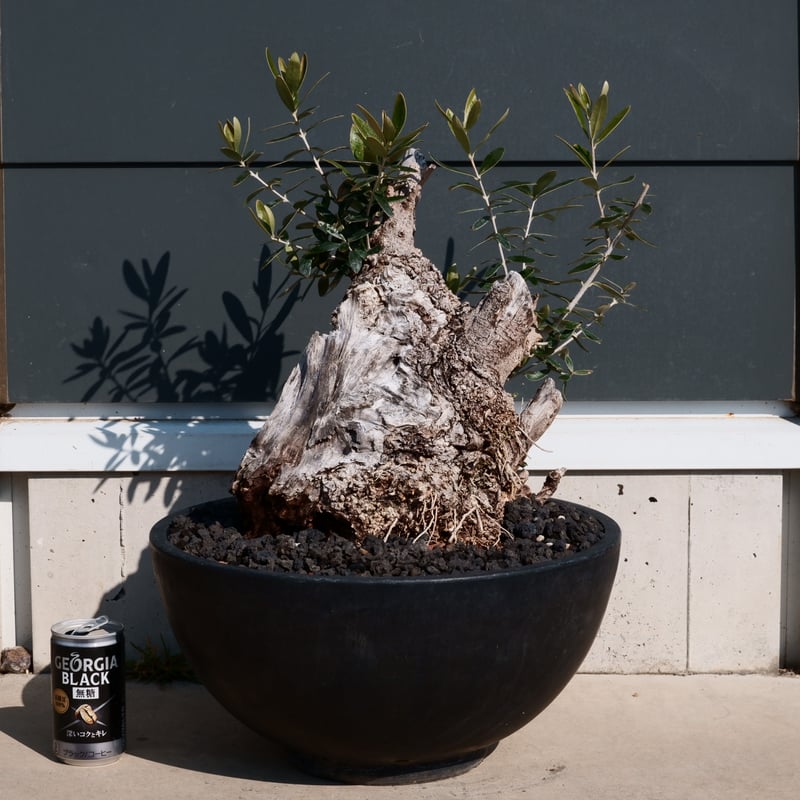 【現品】オリーブの古木　大株　30号相当 Old Olive 古木オリーブ［No.03］× 10号浅鉢(φ30cm) | Botanic