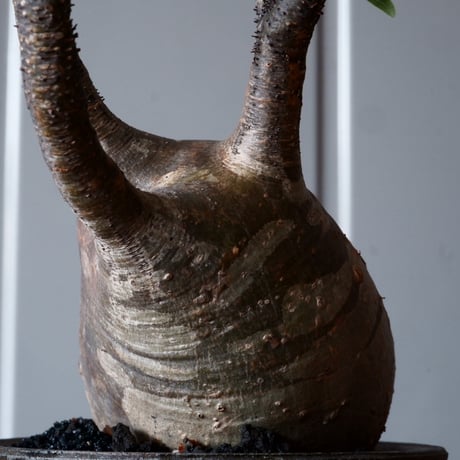 グラキリス φ9.5cm - 象牙宮 - ［No.42］  ×   沼野秀章 作「 black wrap 」3号 植木鉢 笠間焼