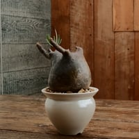 グラキリス M - 象牙宮 -［No.193］  ×   坂本新 作「 LUSTER OVERGLAZE - white pearl -  」3.5号 植木鉢 笠間焼