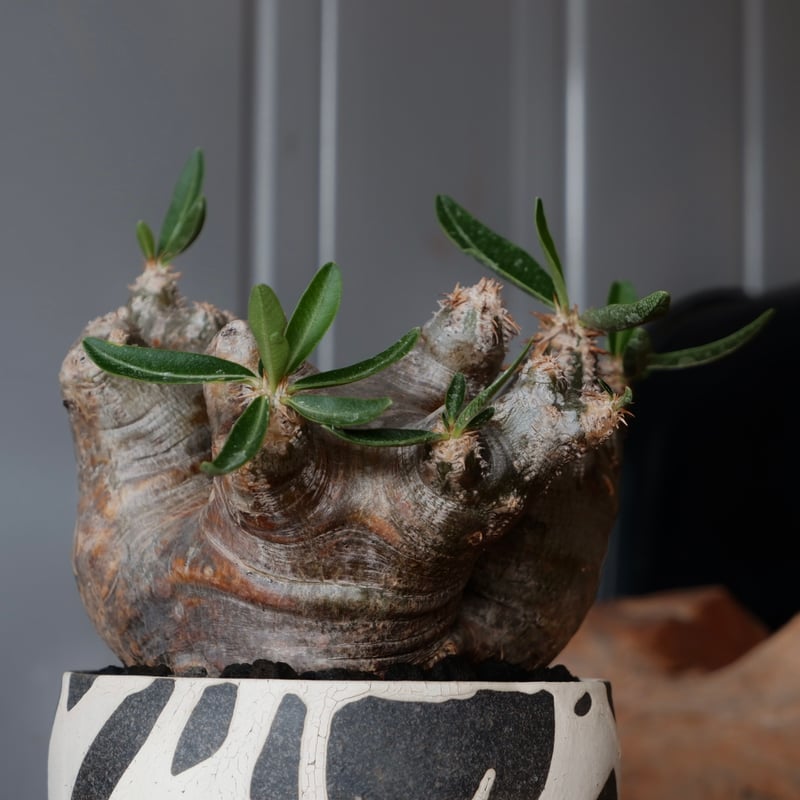 ブレビカリックス　コレクション株 パキポディウム ブレビカリックス / Pachypodium densiflorum