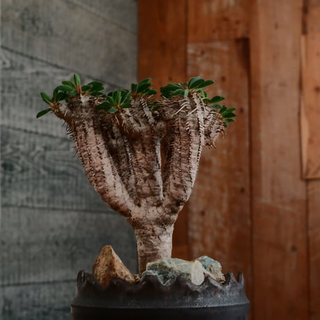 ユーフォルビア ギラウミニアナ［No.58］  ×   根本峻吾 作 S.N POT type.cylinder「  刻印 - kokuin - 」3号 植木鉢 笠間焼