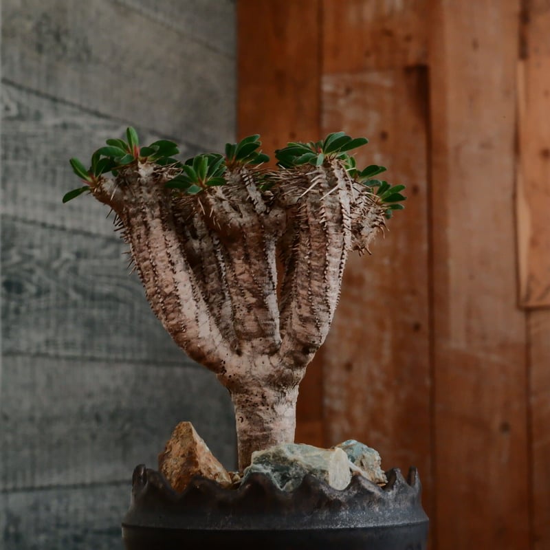 ユーフォルビア ギラウミニアナ［No.58］ × 根本峻吾 作 S.N POT type