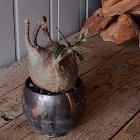 CATEGORY 磯部祐介 作品 植木鉢 | Botanical Holic