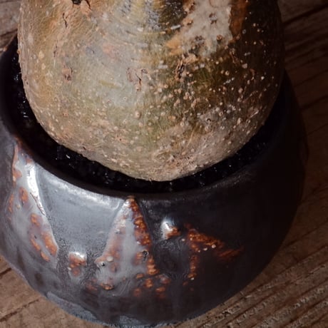 グラキリス φ10cm - 象牙宮 -［No.100］  × 磯部祐介 作「 円 - en - "闇落ち "」3.5号 植木鉢 笠間焼