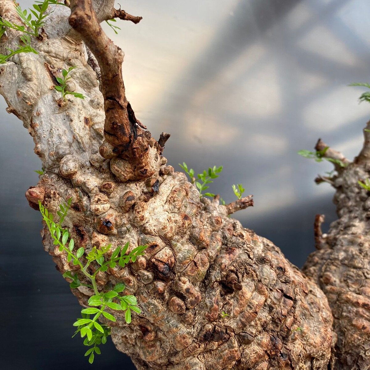 多頭 マルチヘッド オペルクリカリア パキプス MP03 発根済 現地株