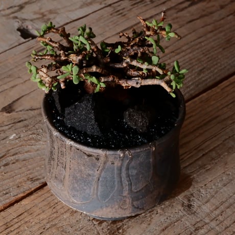 ケラリア ピグマエア［No.80］  × 沼野秀章 作品【  Black Wrap 】4号 植木鉢 笠間焼