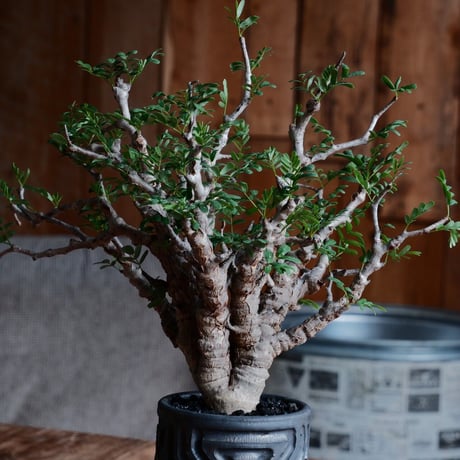 センナ メリディオナリス［No.15］  ×  根本峻吾 作 S.N POT type.tall「 鐡 - kurogane - 」3号 植木鉢 笠間焼