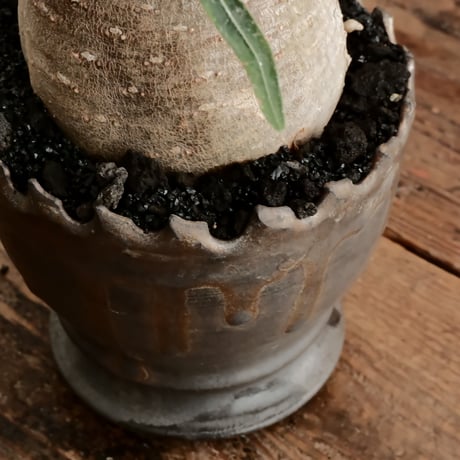 グラキリス φ9cm - 象牙宮 - ［No.74］  ×   根本峻吾 作 S.N POT type.round「 黒焔 - kokuen - 」4号 植木鉢 笠間焼