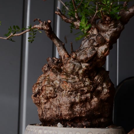 オペルクリカリア パキプス φ 11cm［No.28］  × 杉山悠 作 3号 植木鉢 笠間焼