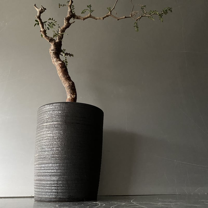 発根済 コミフォラ モンストローサ BB-01 × ［ISOBE - BACHI］ 長鉢