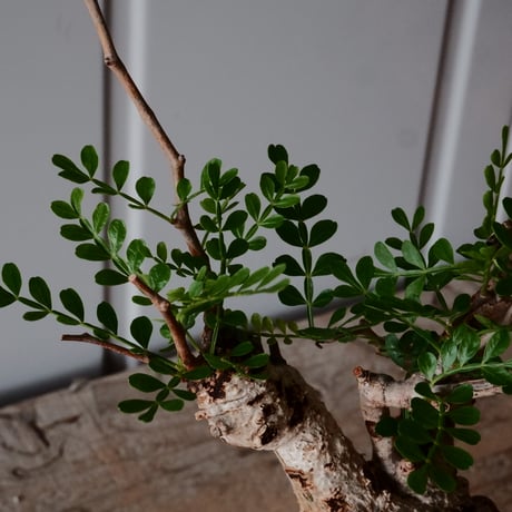 オペルクリカリア パキプス φ 7.5cm［No.15］  ×   沼野秀章 作「  black wrap 」3号 植木鉢 笠間焼