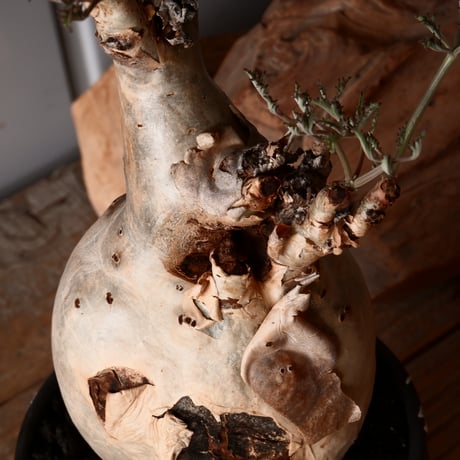 キフォステンマ ベティフォルメ ナローリーフ ソマリア産 輸入株［No.29］  × 根本峻吾 作品【 S.N POT type.slim「 鐡 / 堕天 ver.  」4号 】笠間焼 植木鉢