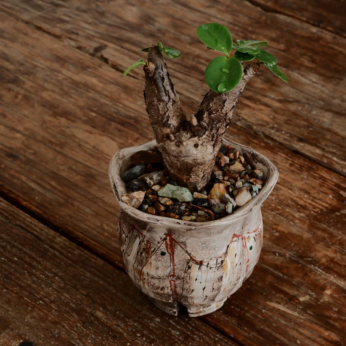 ユーフォルビア イトレメンシス ［No.63］ × 沼野秀章 作「 刻ム音 」3