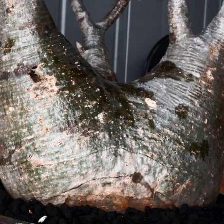 グラキリス 大サイズ φ20cm  - 象牙宮- ［No.126］  ×   根本峻吾 作 S.N POT type.low「 鐵-堕天- 」8号 植木鉢 笠間焼