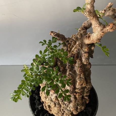 発根済 オペルクリカリア パキプス P-46  ×   【作家 小野瀬 一 】"shinogi" 4.5号 植木鉢