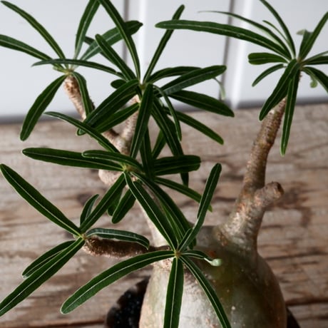 グラキリス φ8.5cm - 象牙宮 -［No.57］  × 磯部祐介 作「 鶏冠 - tosaka - "金剛 tall ver. " 」3号 植木鉢 笠間焼