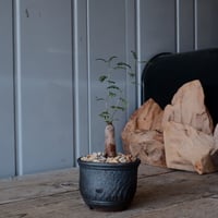 【根挿し】オペルクリカリア パキプス ［No.10］  ×   與那嶺大輔 作 「琉球飛鉋」3号 植木鉢