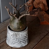 グラキリス - 象牙宮 -［No.76］ × 杉山悠 作 笠間焼 植木鉢 S［φ8.5c