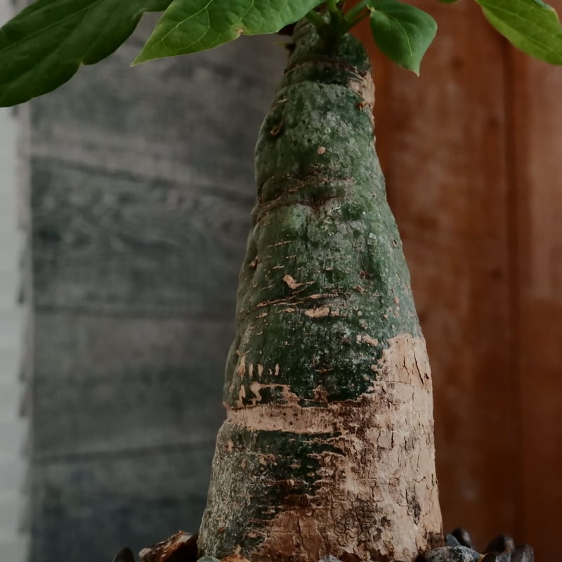 L076 厳選深緑！アデニア クリスタルグリーン 現地球 Adenia sp. nova. crystal green アデニア SP クリスタルグリーン