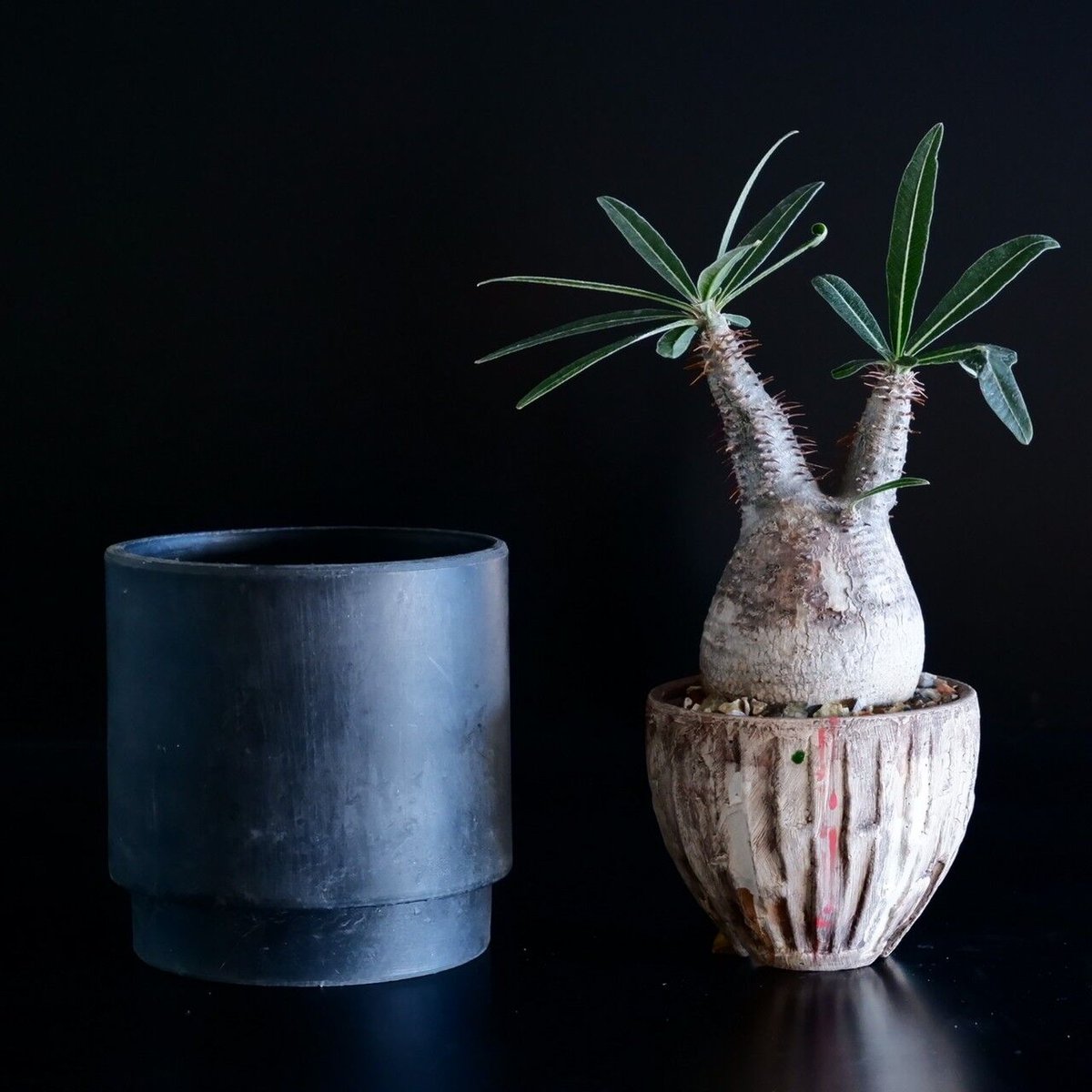 沼野秀章 / 刻ム音 / 5号 新品未使用 アガベ グラキリス CATEGORY 沼野