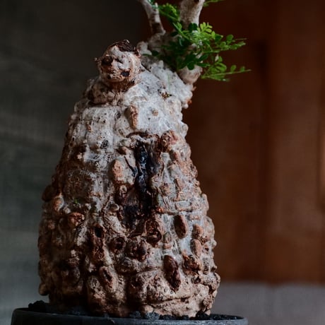 オペルクリカリア パキプス［No.46］  ×   沼野秀章 作「 black wrap 」3.5号 植木鉢 笠間焼