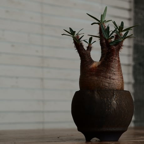 グラキリス - 象牙宮 -［No.186］  ×  磯部祐介 作「 円 - en -  金剛 / 飛び鉋 ver. 」2.5号 植木鉢 笠間焼